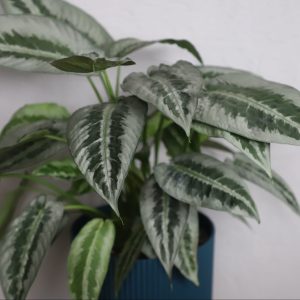 schismatoglottis-mottleyana-rastlinkovo