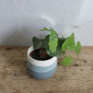 dioscorea-elephantipes-baby-rastlinkovo