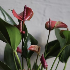 anthurium-andraeanum-anturium-rastlinkovo