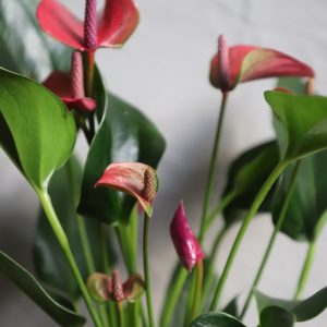 anthurium-andraeanum-anturium-rastlinkovo
