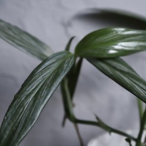 epipremnum-amplissimum-silver-stripe-rastlinkovo