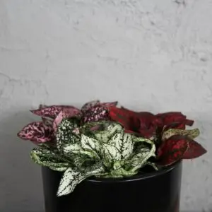 hypoestes-phyllostachya-trio-mix-rastlinkovo