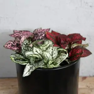 hypoestes-phyllostachya-trio-mix-rastlinkovo