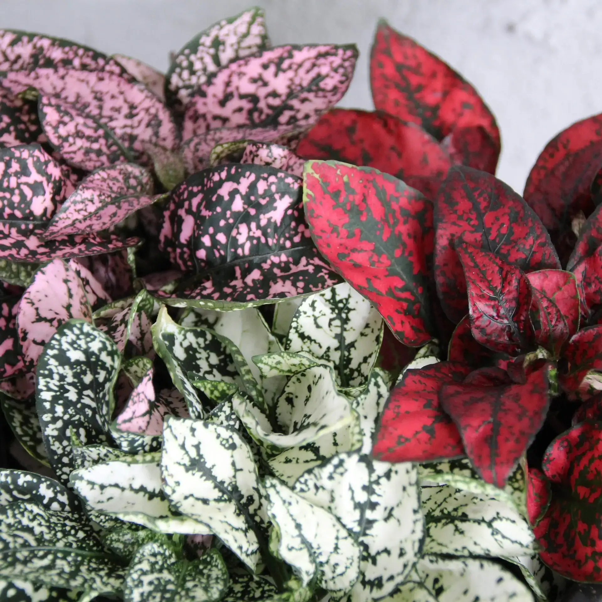Hypoestes phyllostachya trio mix 2 hypoestes-phyllostachya-trio-mix-rastlinkovo