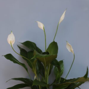 spathiphyllum-strauss-white-rastlinkovo1