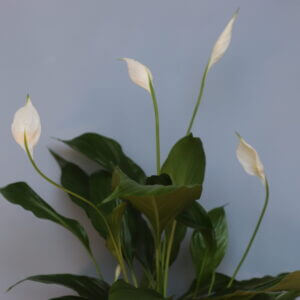 spathiphyllum-lopatkovec-strauss-white-rastlinkovo