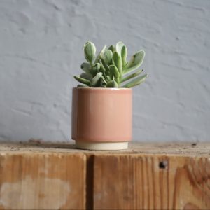 kvetinac-annemarie-pink-rastlinkovo