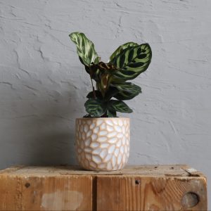calathea-makoyana-rastlinkovo