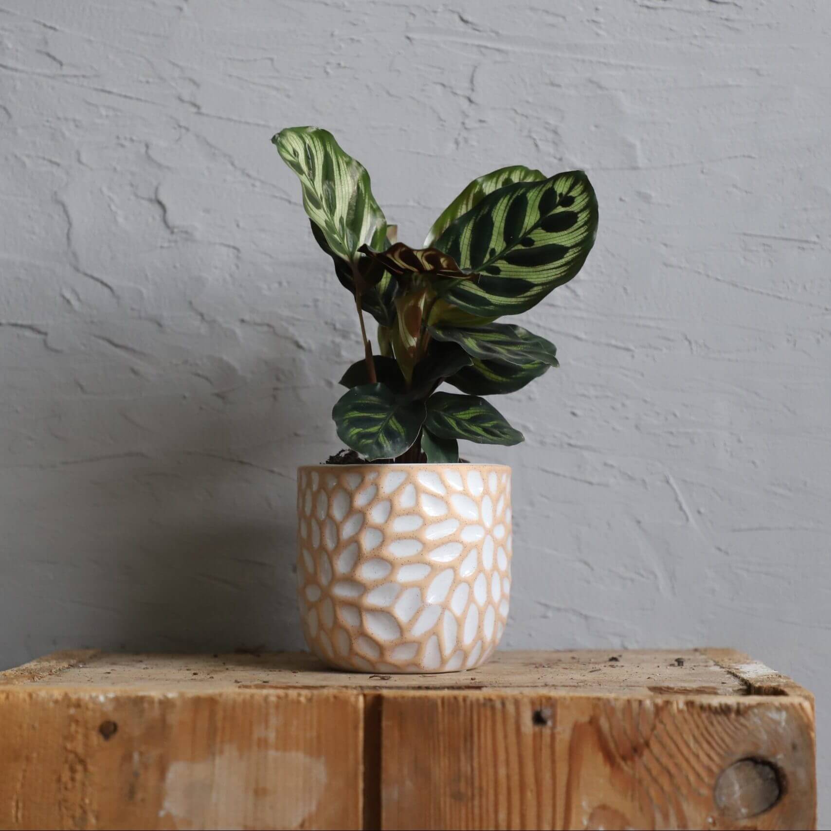 Kvetináč Gobi list Ø 9 cm 2 calathea-makoyana-rastlinkovo