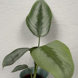 schismatoglottis-silver-borneo-rastlinkovo