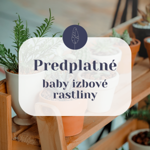 predplatne-baby-izbove-rastliny-rastlinkovo