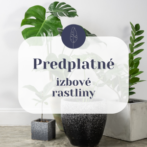 predplatne-izbove-rastliny-rastlinkovo