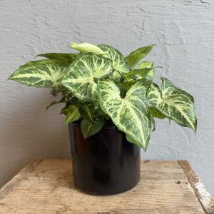syngonium-arrow-rastlinkovo