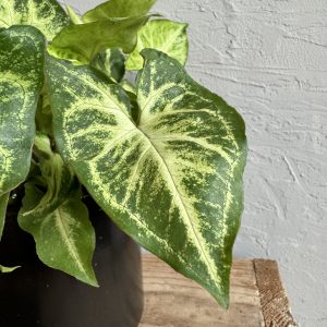 syngonium-arrow-rastlinkovo