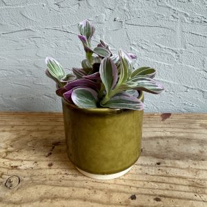 tradescantia-sweetness-rastlinkovo