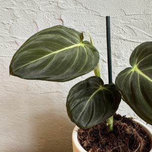 philodendron-melanochrysum-rastlinkovo