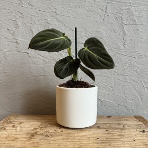 philodendron-melanochrysum-rastlinkovo