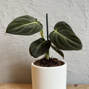 philodendron-melanochrysum-rastlinkovo