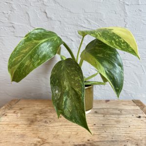 philodendron-jose-buono-rastlinkovo