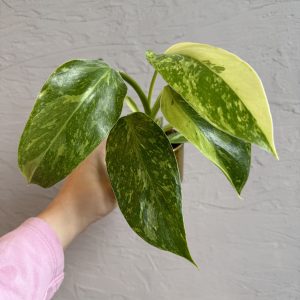 philodendron-jose-buono-rastlinkovo