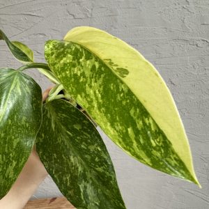 philodendron-jose-buono-rastlinkovo