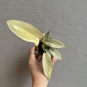 philodendron-florida-ghost-rastlinkovo