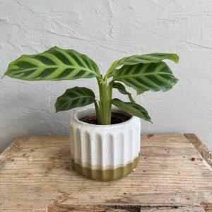 calathea-zebrina-rastlinkovo