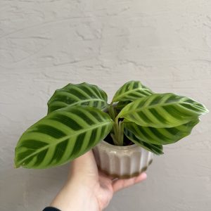 calathea-zebrina-rastlinkovo