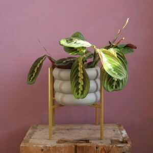 maranta-fascinator-rastlinkovo