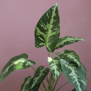 schismatoglottis-pusilla-rastlinkovo