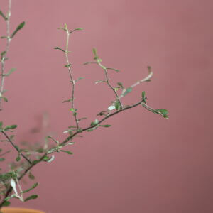 corokia-maori-green-rastlinkovo