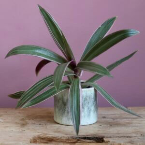 scilla-violacea-baby-sukulent-rastlinkovo