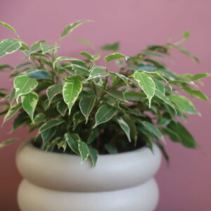 ficus-benjamina-variegata-rastlinkovo