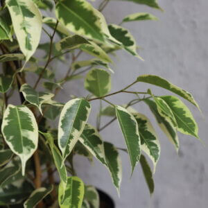 ficus-benjamina-variegata-rastlinkovo