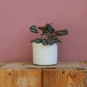 pilea-norfolk-rastlinkovo