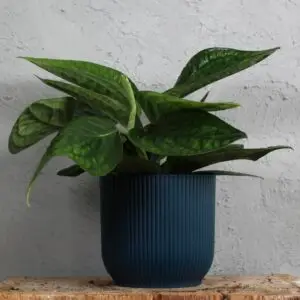 monstera-karstenianum-peru-rastlinkovo