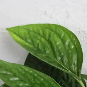 monstera-karstenianum-peru-rastlinkovo