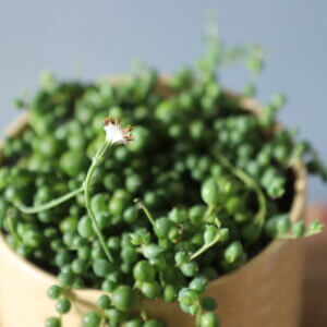 senecio-rowleyanus-starcek-rastlinkovo