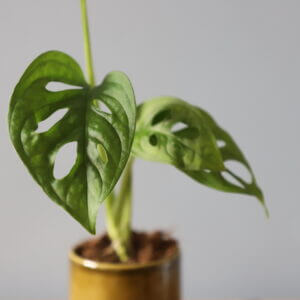 monstera-adansonii-monkey-mask-rastlinkovo