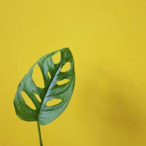 monstera-adansonii-monkey-mask-rastlinkovo