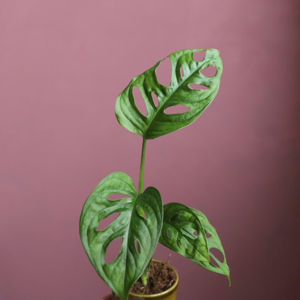 monstera-adansonii-monkey-mask-rastlinkovo