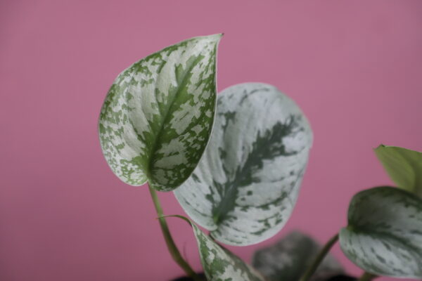 scindapsus-pictus-trebie-rastlinkovo