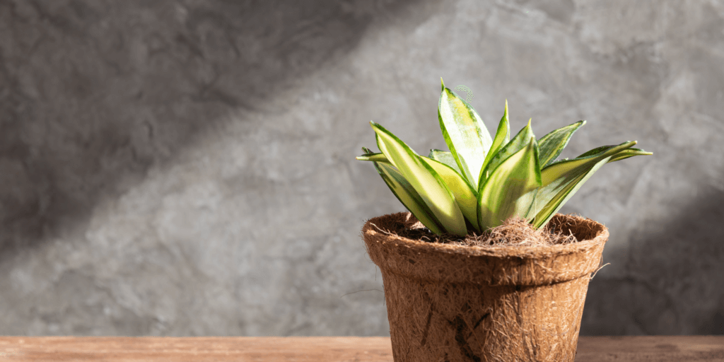 Sansevieria - starostlivosť o rastliny 1 sansevieria_starostlivost_rastlinkovo