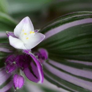 tradescantia-nanouk-starostlivost-rastlinkovo