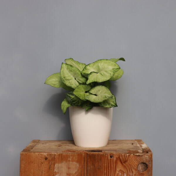 syngonium-white-butterfly-rastlinkovo