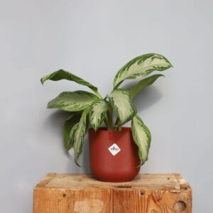 aglaonema-silver-bay-rastlinkovo