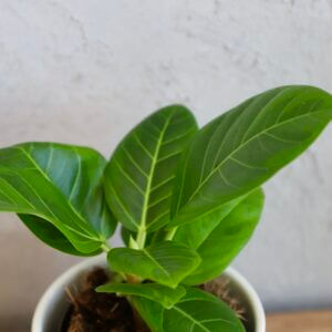 ficus-audrey-rastlinkovo