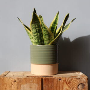 sansevieria-svokrine-jazyky-trifasciata-superba-rastlinkovo