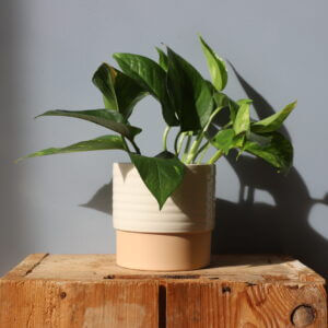 epipremnum-pothos-aureum-zlaty-rastlinkovo