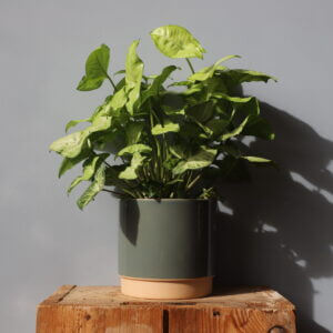 syngonium-white-butterfly-rastlinkovo